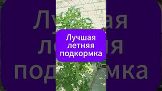 Лучшая подкормка летом для вашего огорода!  #огород #сад #дача  #garden