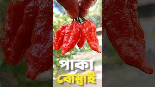 পাকা বোম্বাই। বোম্বাই মরিচ। বোম্বাই মরিচ চাষ।  #shorts