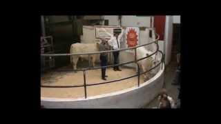 Linear scoring of Charolais cattle