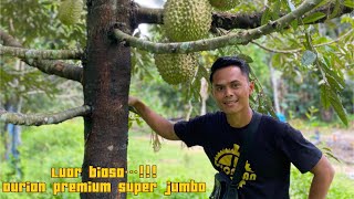 Durian bawor super jumbo, usia pohon 5 tahun | berada di kota pariaman Sumatera Barat #bawor #durian