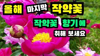 4년차 작약입니다 맘껏 구경하세요