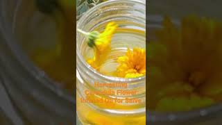 Calendula Flower Oil Infusion