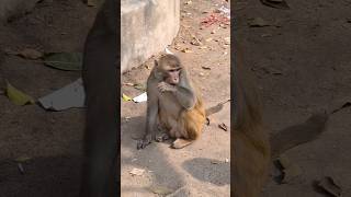 Danger Monkey | Feeding Wild Monkey #pashupatinathtemple #monkey