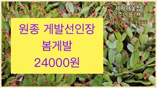 (공주네플랜트) 원종게발선인장 봄게발 빨강 입고되었습니다 24.03.21