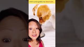 quantas vezes devo dar comida pro meu cachorro