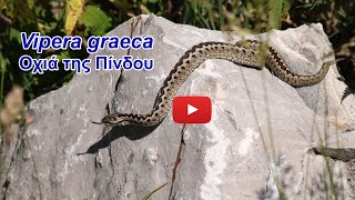 Greek Meadow Viper (Vipera graeca) - Οχιά της Πίνδου