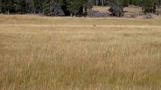 Yellowstone National Park wolf and bison