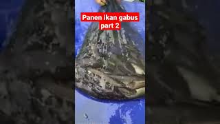 panen ikan gabus part 2 @djviralindonesia60