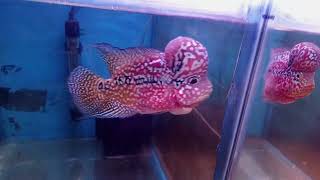 High Grade Dual Tone Kamfa Flowerhorn up for sale in Bangladesh. Contact- 01316514567, 01789863494.