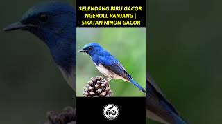 Selendang biru gacor ngerol panjang | sikatan ninon gacor #selendangbiru #sikatanninon