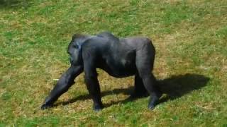 The Gorillas At The Port Lympne Wildlife Reserve