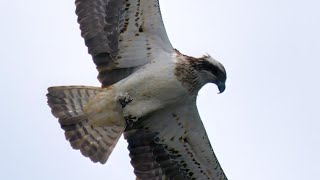 Hat der Fischadler einen Rotbarsch am gestrigen Sonntagmittag erbeutet ? _ #Vogelbeobachtung