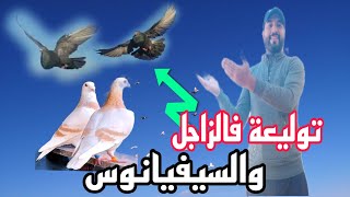 توليعة فحمام الزاجل والسيفيانوس وتحياتي لكم 🙏🙏🙏