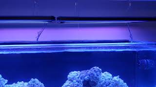 Aqualife dimmable DX-18's track mounted over 180gal tank