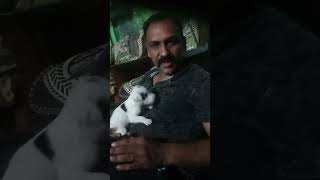 Chhota Gabbar ka kamal #funny #youtube #dog#dog lover #@PDRP806