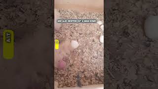 Cockatiel Mother Dropped Her A Chick Down | Also Took Out One Egg | @FLAME-U Mueic & Life |