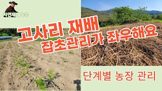 지리산 먹고사리 재배 묵은 고사리대의 두께가 부드럽고 굵은 고사리 수확량 결정