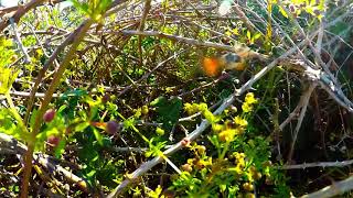 Humming Bird Hawk Moth filmed feeding at 120 Frames per second - North Devon