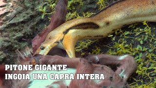 PITONE GIGANTE INGOIA UNA CAPRA INTERA