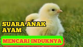 SUARA ANAK AYAM MENCARI INDUKNYA MELOMPAT GAGAL BERUSAHA MENGIKUTI INDUK YANG SUDAH DI ATAS BATU!!