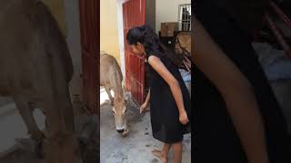 गौ माता रोज मेरे घर आती है #viral #viralvideo #youtubeshorts #trending