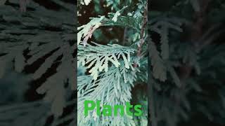 #plants