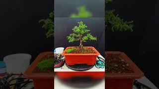 Cryptomeria Japónica #nissibonsai #bonsai #bonsaitree #bonsailovers