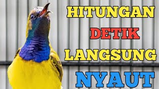 CUKUP HITUNGAN DETIK NYAUT, PANCINGAN SOGON TROTOL AMPUH UNTUK PANCINGAN