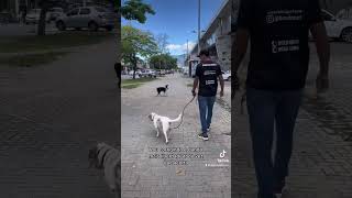 Cachorro agressivo com outros cães #shorts