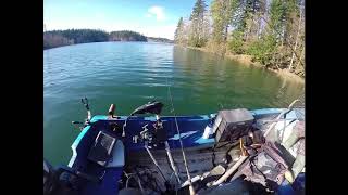 Brown trout - Lokvarsko Lake