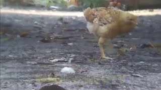 gallina enferma pollo la curar como con moquillo cuida y no gallinas animo levanta cual enfermedades