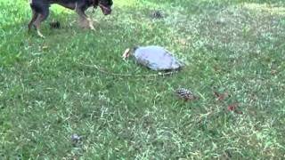 Beau vs Cooter