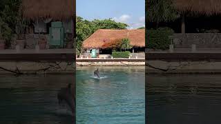 A dolphin doing tricks!