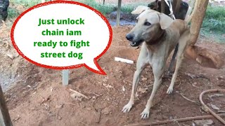 just unlock chain hunting dog attack street dogs| #dog #huntingdog #chippiparai #dogs #dogfight