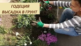 Годеция. ч.8. Высадка на клумбу. Формирование цветника.