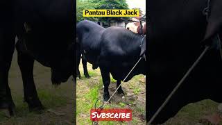 Pantau Black Jack #sapi #cow #pemburusapiimpian