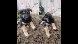 German shepherd (Bruno) at new home