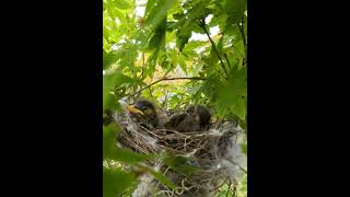 Mother Heart Save Baby Birds #shorts #video #viral #birds