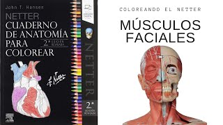 COLOREANDO Músculos faciales - Anatomía de colores de Netter  🖌🖍