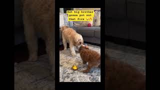 Cute Doodles!! Doodle Doggie Tales- Part 99 “Too Hot” #goldendoodle #dogs #dogbrothers #shorts #fyp