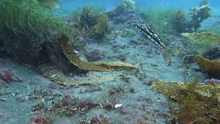 Anacapa Island