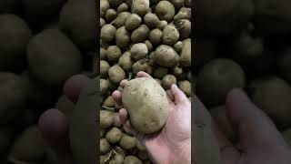 Potato Stock