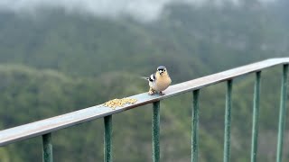 Madeira Island, north and north east side