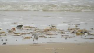 Sanderling and Turnstone at Titchwell 10th May 2016