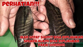 IKAN SEPAT SIAM DI PIJAHKAN/DI SUNTIK, PROSES TELUR NYA/LARVA NYA SUPER CEPAT!!!!