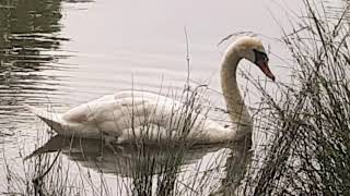 Beautiful Lonely Swan on a Lake in Richmond Park