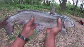 5-2-21 channel cat ,Bank Fishing little Miami River (Cincinnati)