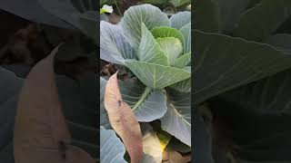 Cabbage -पत्ताकोबी - फुलकोबी #export #farming #shetkariraja #शेतकरी #शेतकरीराजा