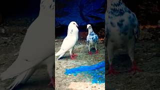 Kabootar bazi status 🔥💯 #birds #pigeon #fancypigeon #kabootr #ytviral #shorts #viral #pigeon