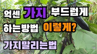 질기고 억센 가지 부드럽게 하는 방법/가지 말리는법/ 가지말리기